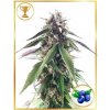 Mr. Hide Seeds - Mr. Blueberry Bud 100 ks - Semená neobsahujú THC