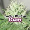 Dr. Underground - Auto Melon Gum 8 ks - Semená neobsahujú THC