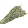 Sušený aranžérsky ovos - klasy - XL balenie - prírodný
