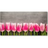 Foto obraz akrylový na stenu Ružové tulipány 100x50 cm
