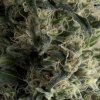 Pyramid Seeds Auto Galaxy semena neobsahuji THC 50 ks