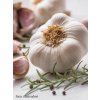 Cesnak sadbový Germidour 250g - nepaličiak