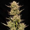 Seedsman - Cookie Apple OG F1 Auto 5 ks - Semená neobsahujú THC