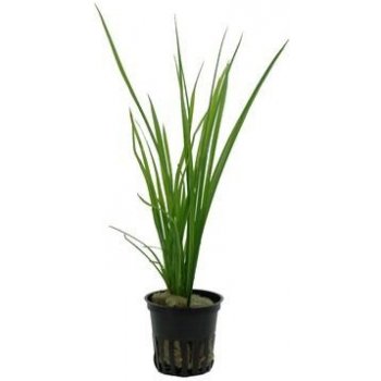 Cyperus helferi