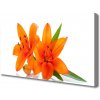 Obraz na plátne Oranžové kvety 100x50 cm