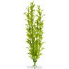 JK Animals Hygrophila 25-28 cm