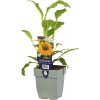Echinacea žltá Echinacea purpurea 'Sombrero Lemon Yellow' 5-20 cm kvetináč 0,5 l