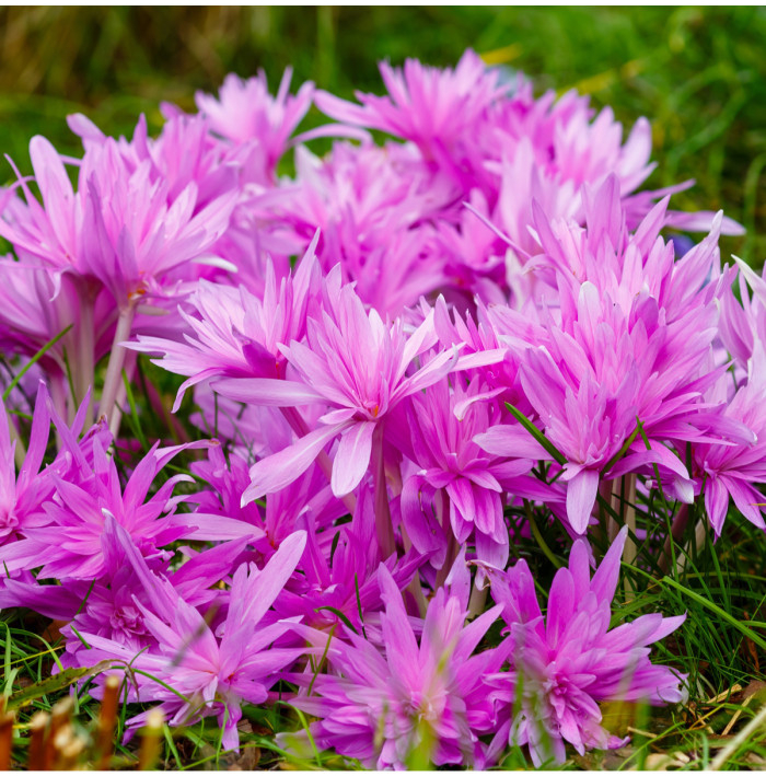 Jesienka Waterlily - Colchicum - hľuzy jesienok - 1 ks