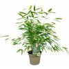Fargesia Gansu, neinvazívny, výška 20-50cm, kvetináč 14 cm
