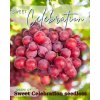 Vinič Sweet Selebration Sweet Holiday bezsemenný NEW