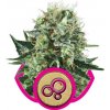 Royal Queen seeds Bubble Kush neobsahují THC 5 ks