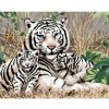 Diamondi Diamantové maľovanie - BIELY TIGER A MLÁĎATÁ V TRÁVE (HOWARD ROBINSON) Rámovanie: bez rámu a bez vypnutia plátna, Rozmer: 40x50 cm