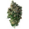 Green Gorilla #4 - Tatra Seeds Balenie: 5+2ks