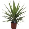 Juka obrovská Yucca elephantipes 'Jewel' 30-40 cm kvetináč Ø 20 cm