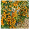 Paradajka Perlino žltá F1 - Solanum lycopersicum - predaj semien - 6 ks