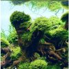 Dennerle Riccardia chamedryfolia In-Vitro