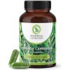 Moringa Caribbean STANDARD