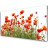 Obraz plexi Maky rastlina príroda 100x50 cm