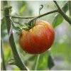 BIO Paradajka Tigerella - Solanum lycopersicum - semená paradajok - 6 ks