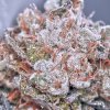 Ministry of Cannabis Zensation Gold semena neobsahuji THC 2 ks
