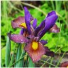 Kosatec Red Ember - Iris hollandica - predaj cibuľovín - 3 ks