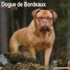 Kalendár 2026 Dogue de Bordeaux, 30,5 x 30,5 (30,5 x 61) cm