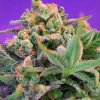 Sweet Seeds Sweet Cheese – feminizovaná semínka 5 ks Sweet Seeds neobsahuje THC 5 semen
