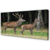 Obraz na plátne jeleň lesný 100x50 cm