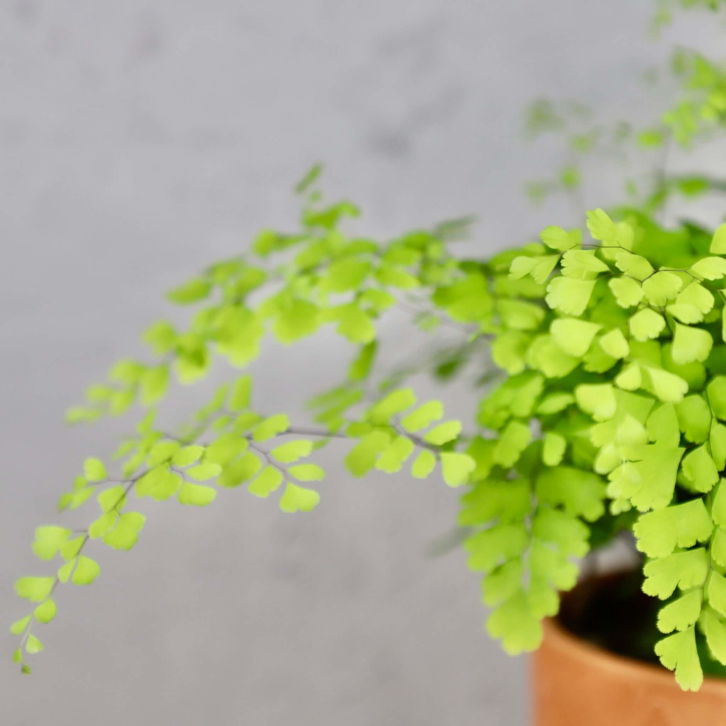 Adiantum Raddianum Fragrans