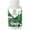 Moringa Caribbean Bio Calcium 120 kapsúl