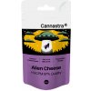 Cannastra HHCPM Flower Alien Cheese 97% kvalita, 1g - 100g 1 gram