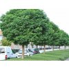 Agát biely Umbraculifera na 200-220cm kmeni, výška 280-320cm, obvod kmeňa 12-14cm, C55 l