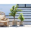 Umelý strom - citronovník s plodmi v keramickom kvetináči výška 140 cm Chic Antique 43548