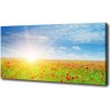Foto obraz na plátne Pole makov 100x50 cm