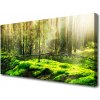 Obraz na plátne Mech les príroda 100x50 cm