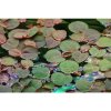 Phyllanthus fluitans 1-2 Grow!