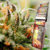 Buddha Seeds Assorted Auto semena neobsahují THC 1 ks