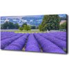 Foto obraz na plátne Pole levanduľa 100x50 cm
