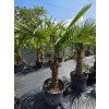 Trachycarpus fortunei s výškou kmeňa 60 cm v celkovej výške 210 cm