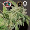 Big Buddha Seeds - Buddha Tahoe OG 10 ks - Semienka neobsahujú THC