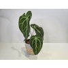 Anthurium Crystallinum Konkrétna rastlina: Rastlina 3