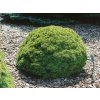 Smrek biely Alberta Globe cca 15 cm, kont. p9