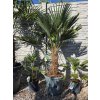 Trachycarpus wagnerianus v celkovej výške 145 cm
