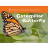 Caterpillar to Butterfly