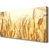 Obraz Canvas Obilie pole klasy príroda 100x50 cm