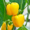 Paprika Beluga Yellow F1 - Capsicum annuum - semená - 5 ks