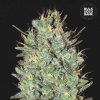 Bulk Seed Bank - Amnesia Haze 5 ks - Semená neobsahujú THC