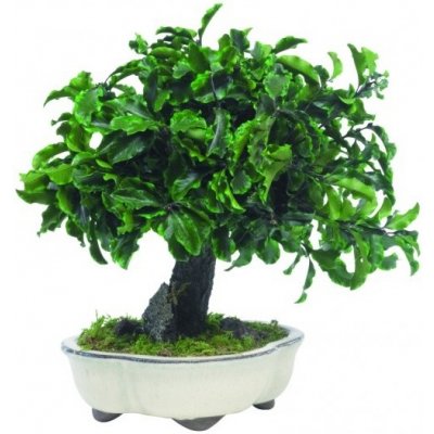 Tenuifolium Pitosporum bonsai 70 cm