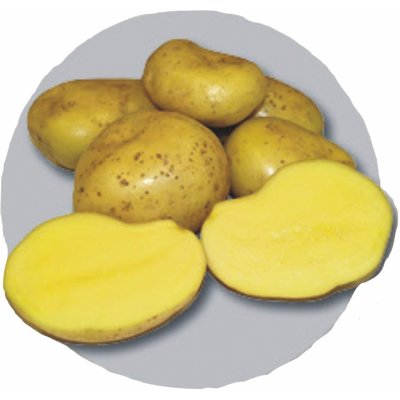 . Sunshine - české sadbové zemiaky 5kg