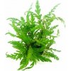 Dennerle Hygrophila pinnatifida In-Vitro